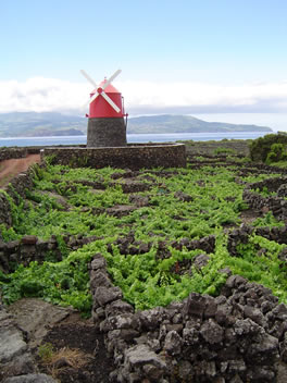 Paysage de la Culture de la Vigne de l'île de Pico