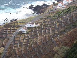 Vineyard in Santa Maria island