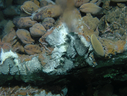 Dorsal Atlântica e Campos hidrotermais