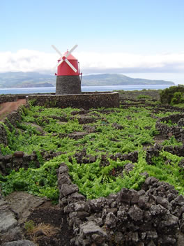 Landscape of the Pico Island Vineyard Culture