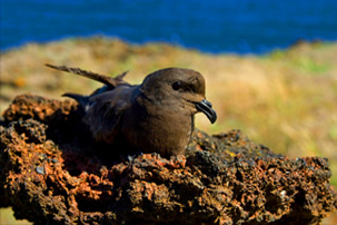 Faune et Flore des Açores - SIARAM