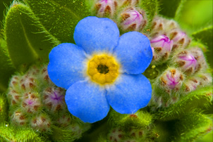 Fauna and Flora of the Azores - SIARAM