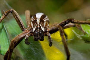 Fauna and Flora of the Azores - SIARAM