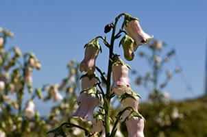 Fauna and Flora of the Azores - SIARAM