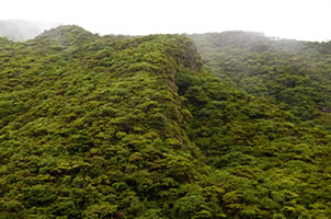 Faune et Flore des Açores - SIARAM