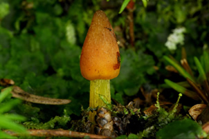 Faune et Flore des Açores - SIARAM