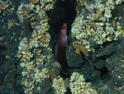 Dorsal Atlântica e Campos hidrotermais